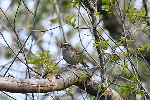 2025-05087734 Parker River NWR, MA